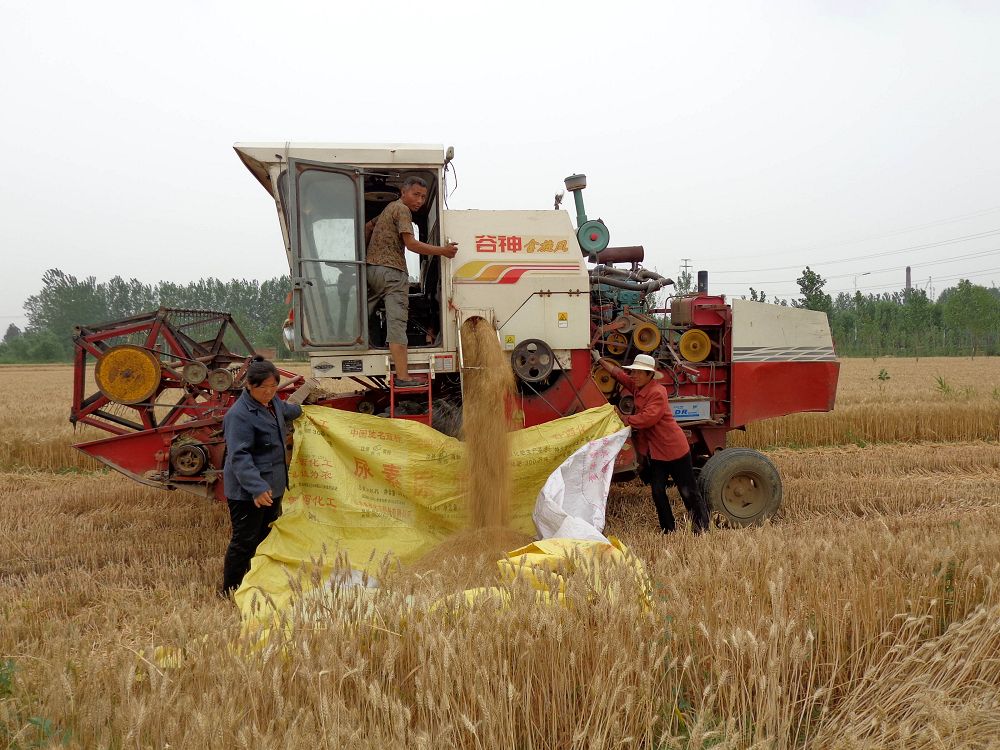 2004年6月9日,茌平县温陈乡周庄村农民用小麦晾晒机收割小麦.