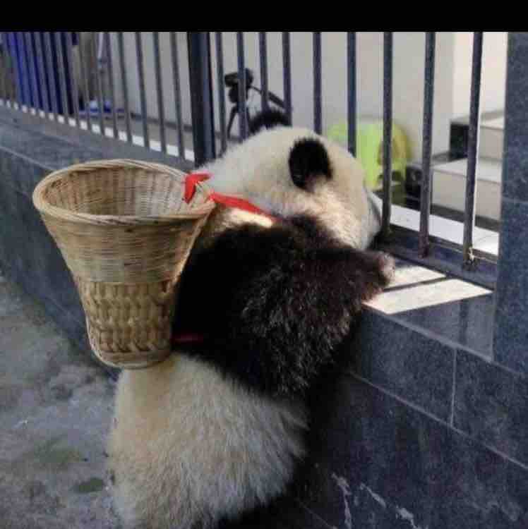 熊猫大喜