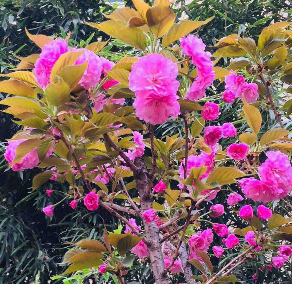春暖花开