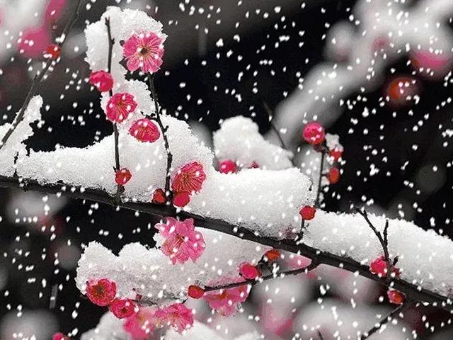 【佳作】梅花欢喜漫天雪