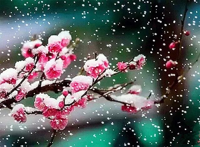 你站在梅树下 仰脸倾听着 雪花 落在梅花上的声音 雪越大 梅花的笑声