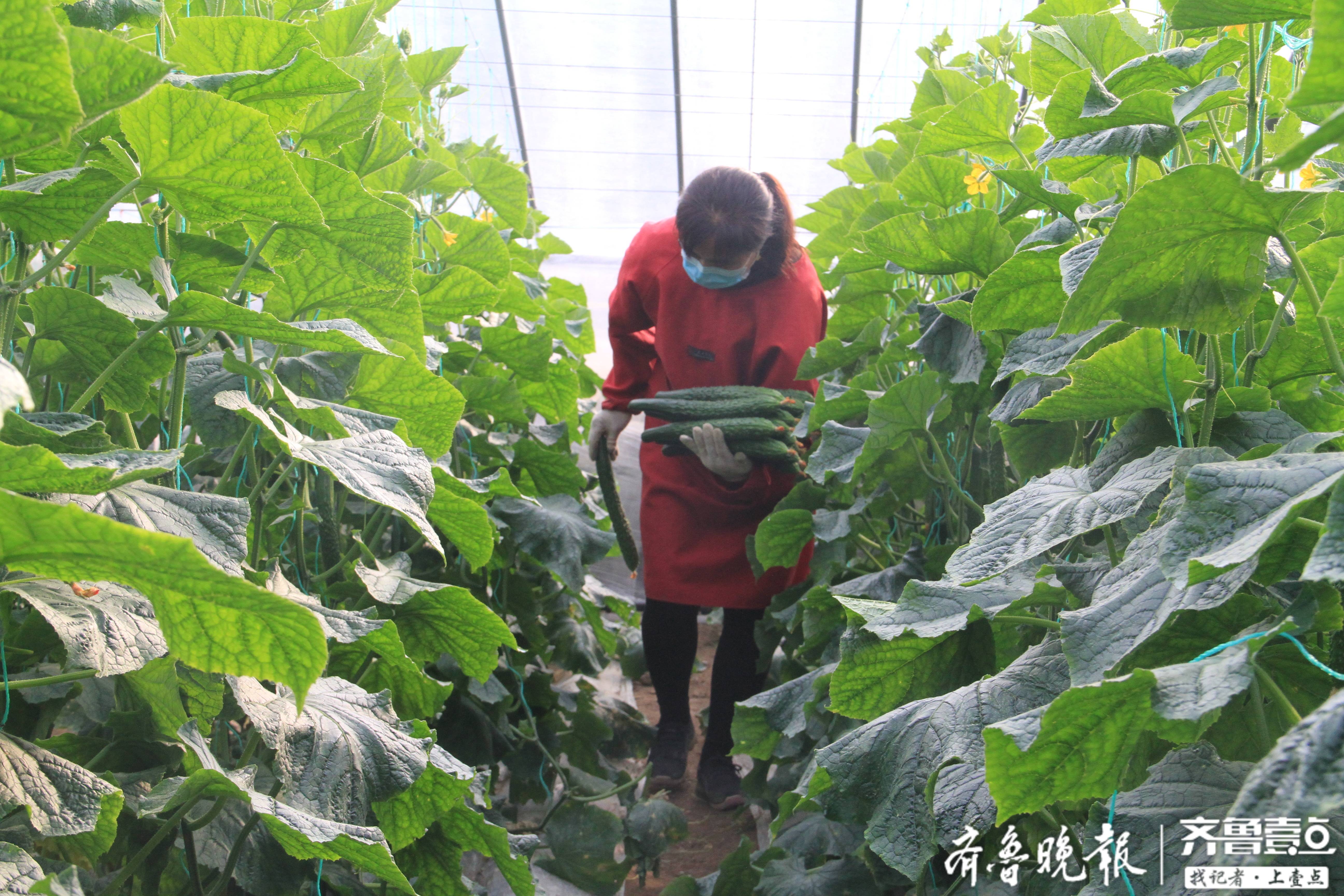 桑家庄村党支部书记,绿圣果蔬菜专业合作社理事长桑汉平告诉记者,蔬菜