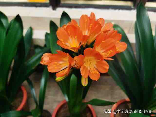 齐鲁志愿者平安