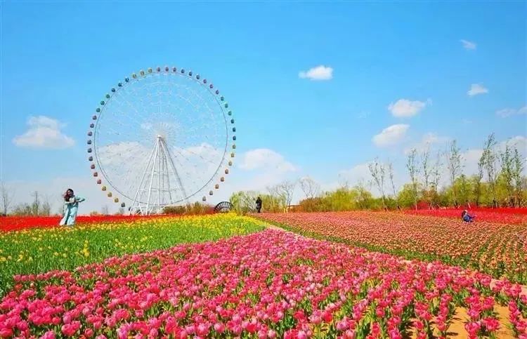 自2020年3月21日起,泰山天颐湖旅游度假区泰山花海景区有序恢复开放.