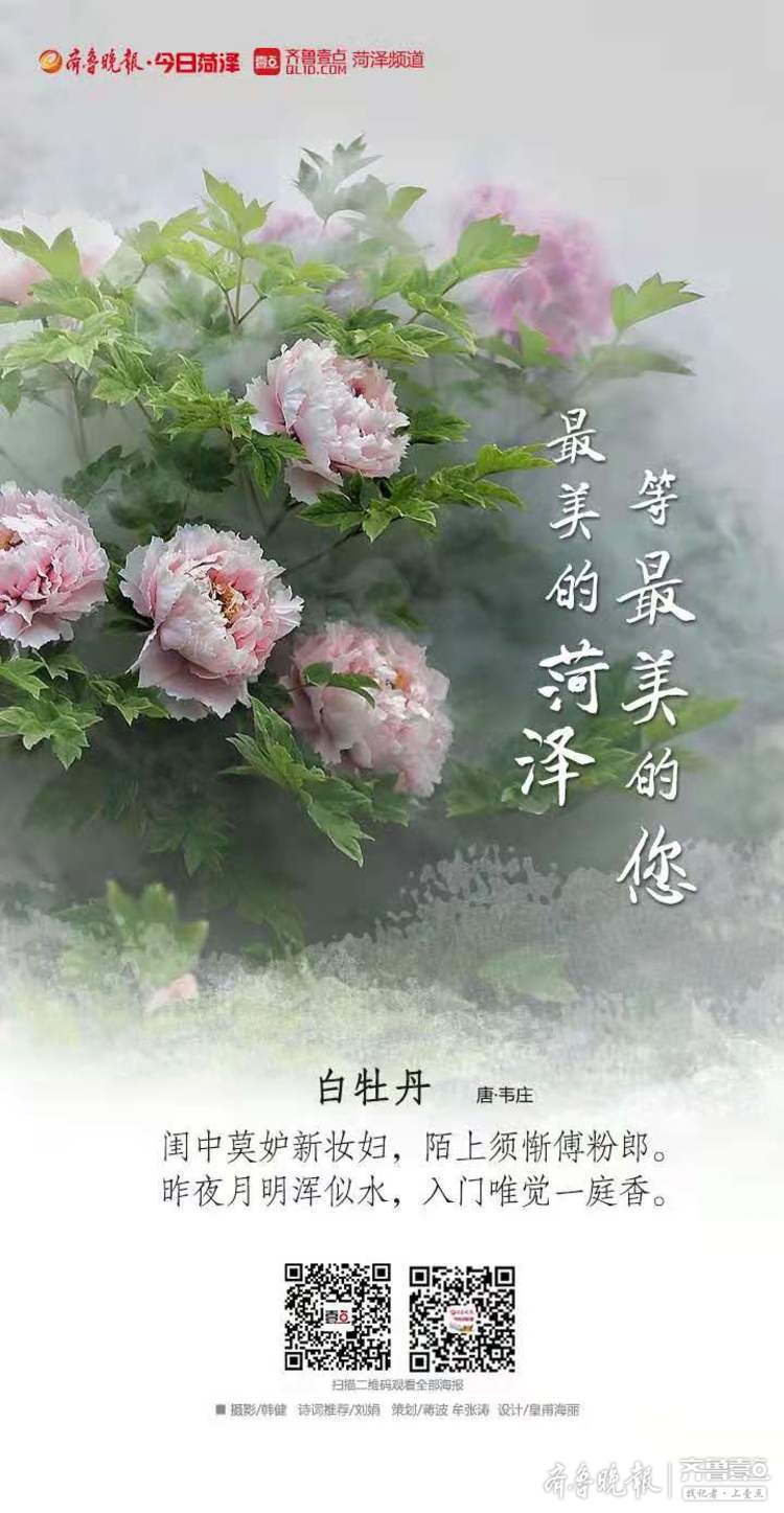 最美的诗句邂逅最美的菏泽牡丹