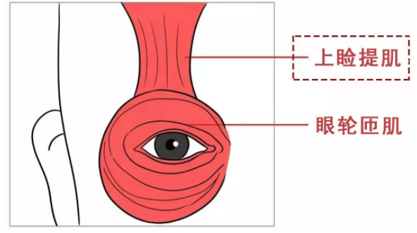 我们的眼睛会随着年龄的增长而变小,这和支撑眼皮的肌肉——上睑提肌