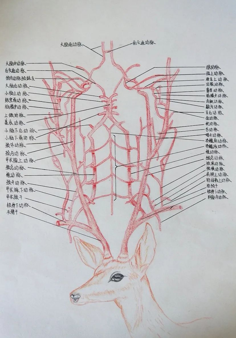 山东协和学院举办人体解剖学绘图大赛,这些优秀作品脱