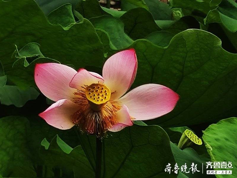 济南的夏荷冬梅如诗如画