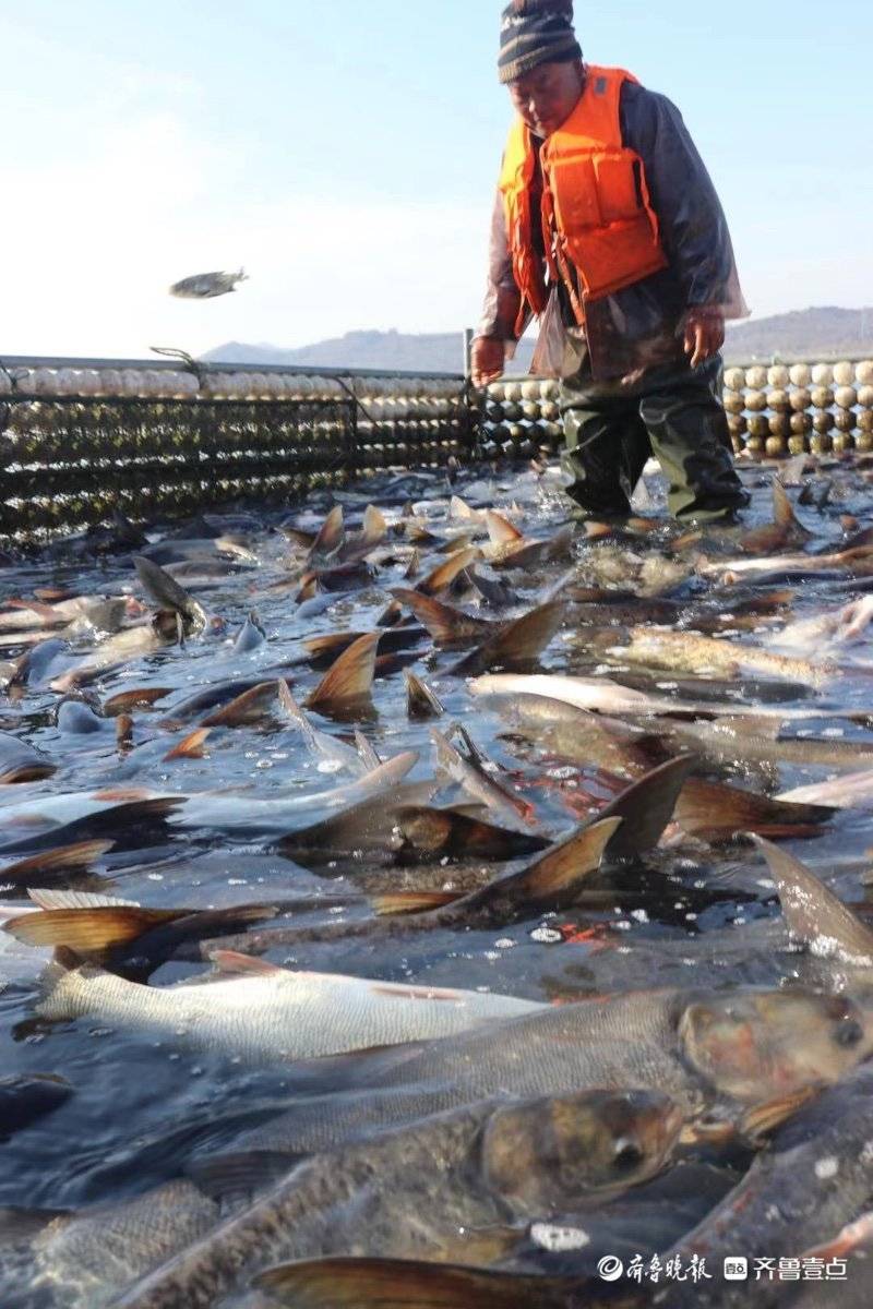 鱼满仓日照水库2020冬捕第一网出鱼