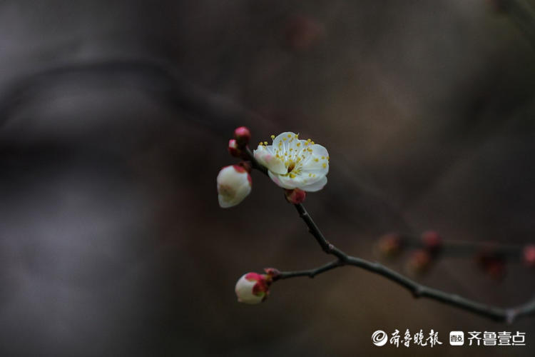 树头上的梅花有的含苞待放,有的已绽放开来,玲珑动人,美不胜收.