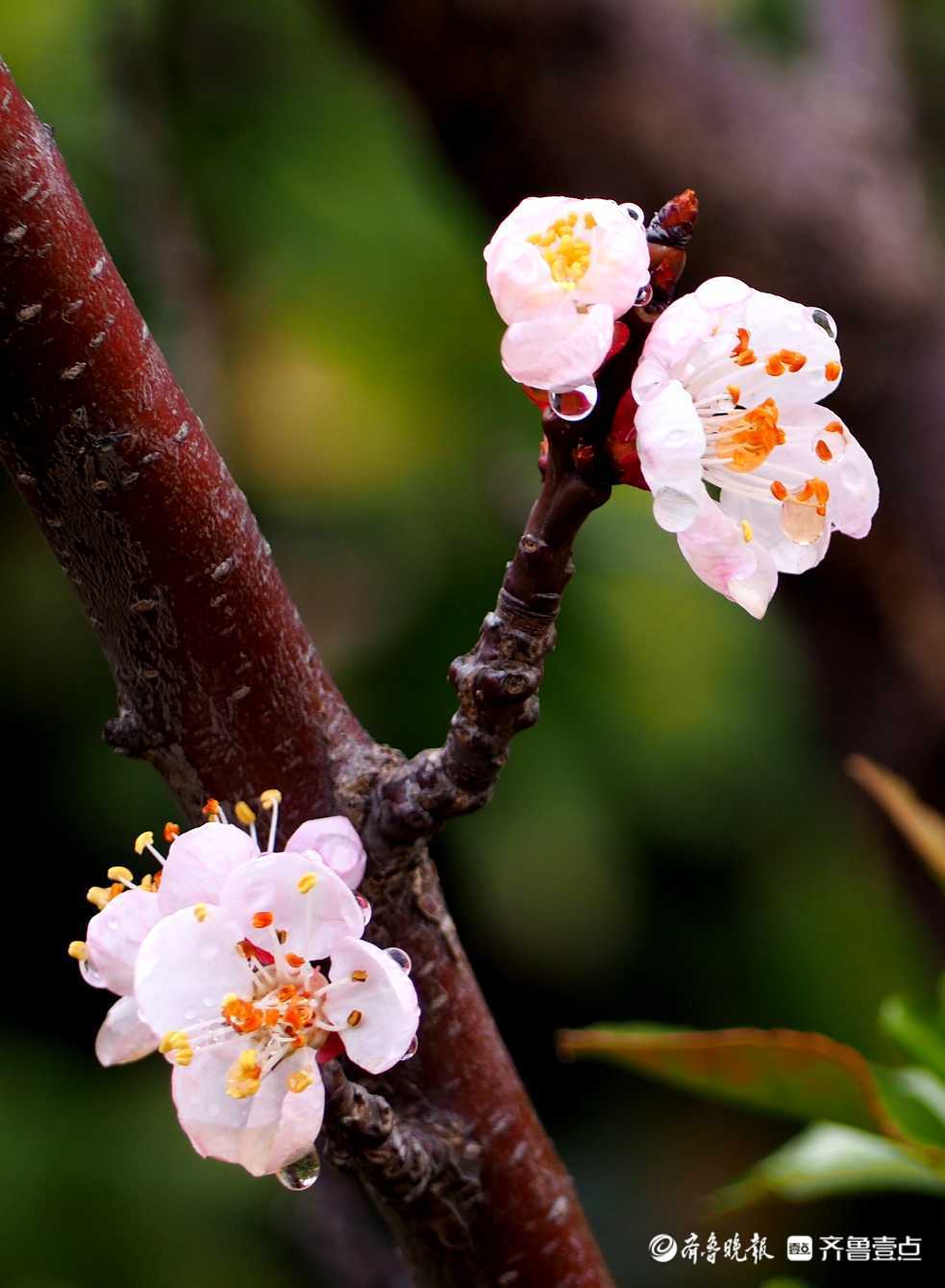 春雨润物细无声济南花木更水灵