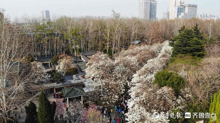 情报站济南百花公园这条玉兰大道承包了整个春天的浪漫