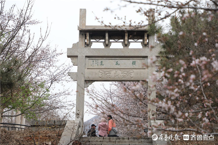 万株樱树邀你共赴春天之约邹平樱花山第八届樱花节开幕