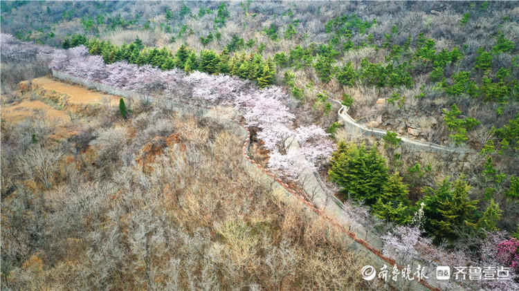 万株樱树邀你共赴春天之约邹平樱花山第八届樱花节开幕