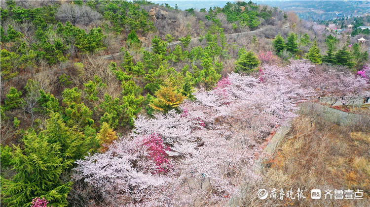 万株樱树邀你共赴春天之约邹平樱花山第八届樱花节开幕