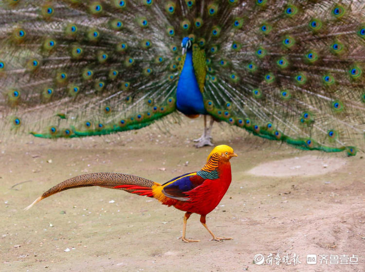 情报站新伙伴济南动物园红腹锦鸡和孔雀成朋友玩的不亦乐乎