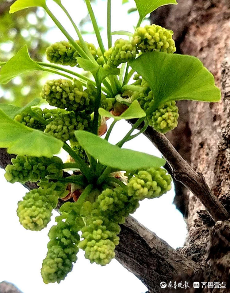 情报站|临沂郯城郯马路道路两旁银杏雄树开花了,你注意到了吗?