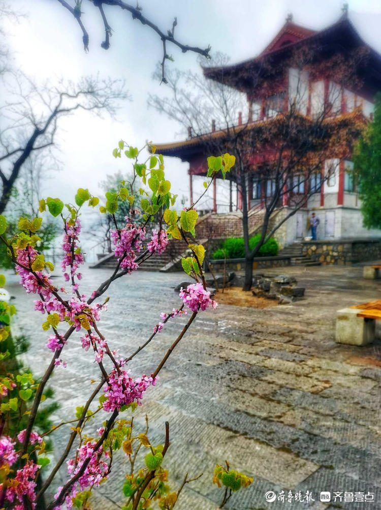 洗刷着天空中的灰尘,净化着济南的空气～今早晨,冒着毛毛细雨,走在