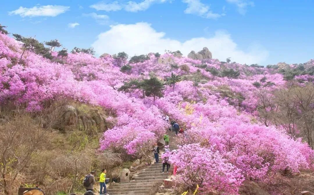 樱花节,桃花节,杜鹃花海,油菜花海.假期快来青岛打卡吧!