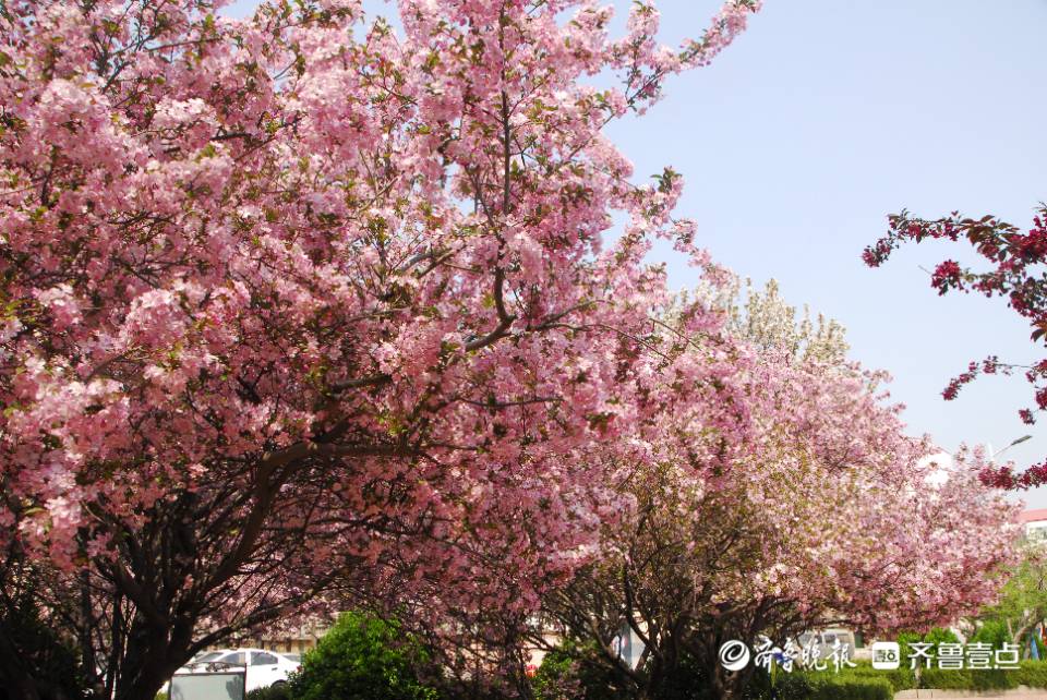 季节限定惊喜桐凤小区海棠花美到出圈