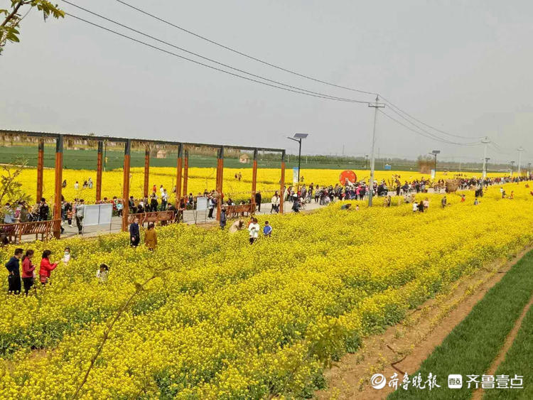 济南章丘平陵古城油菜花缤纷绽放,浓郁花香惹人醉