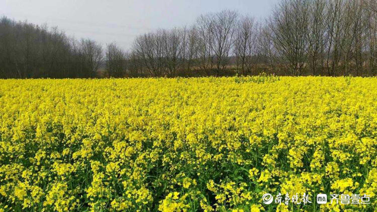 花开齐鲁|美!济南章丘平陵古城油菜花缤纷绽放,浓郁花香惹人醉