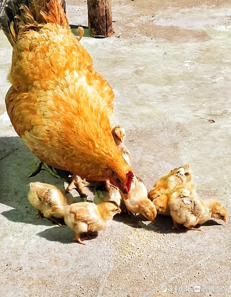 情报站母爱伟大鸡妈妈带小鸡觅食寸步不离画面太有爱了