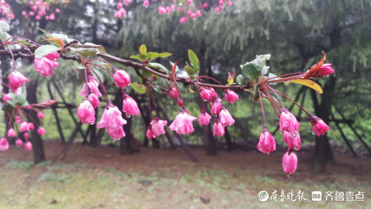 花开齐鲁|枣庄雨水润春花,垂丝海棠红粉窈窕微沾露