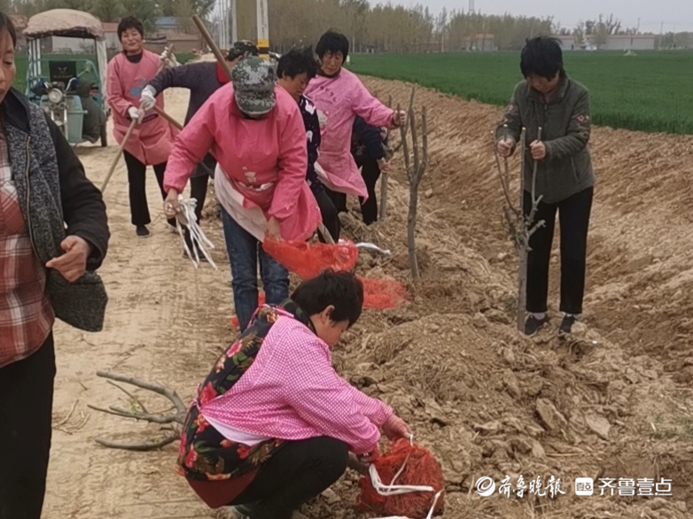 郓城县武安镇绿化种植忙扮靓好春光