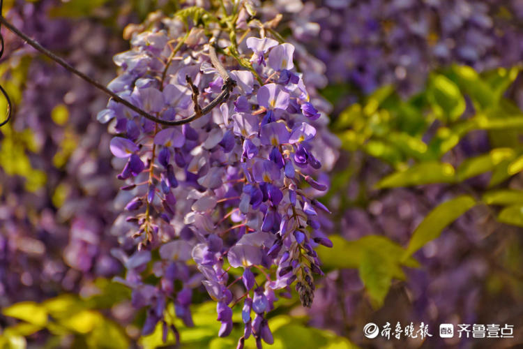 花开齐鲁|串串紫色碎花惹人爱!济南泉城公园紫薇花开美美哒