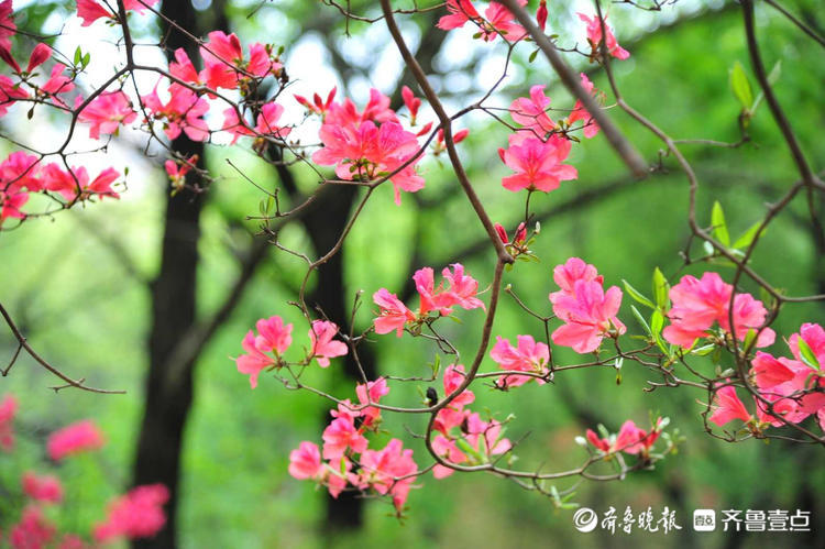 日照五莲山杜鹃花开娇艳明媚可以这么美