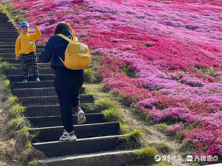 徜徉在昆嵛山国家森林公园雾峰花海中,鲜美烟台的春天如此亲近可赏