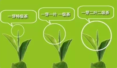 从茶叶保健功能看,上表只有少数化学成分芽高于叶,多数化学成分是成熟