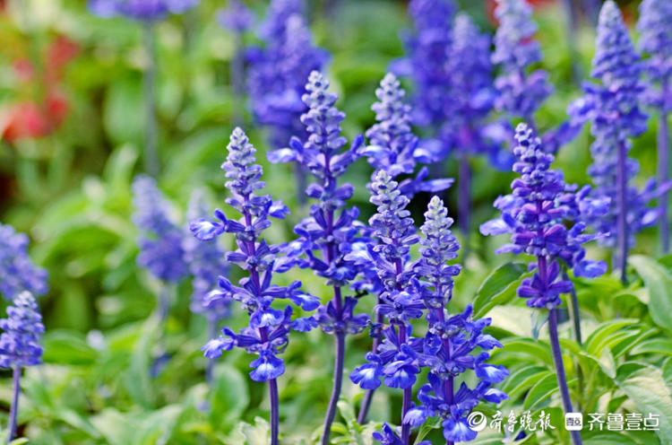 花开齐鲁紫色烂漫生辉济南趵突泉蓝花鼠尾草开花你见过吗