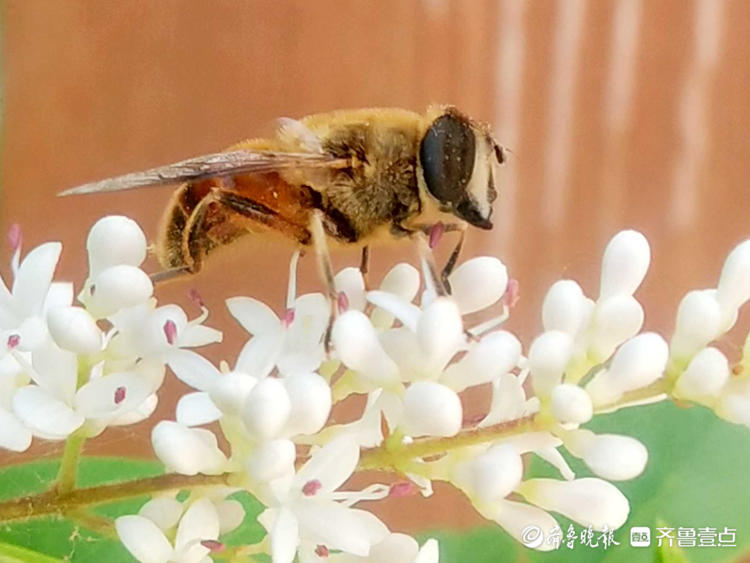 临沂郯城县一处绿化园林,蜜蜂采蜜