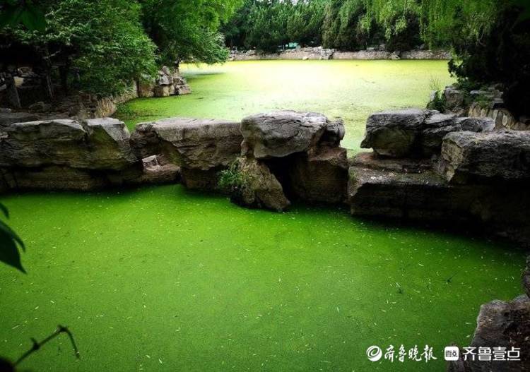 济南最绿池塘浮萍织绿毯成小鸟餐桌