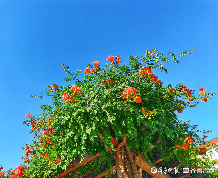 花开齐鲁|济南这里的凌霄花盎然盛开,为炎热的天气增添一抹色彩