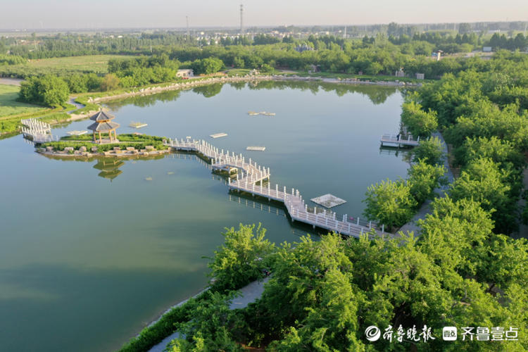 寻味德州丨夏津"椹"好,酸甜味中的发展之道