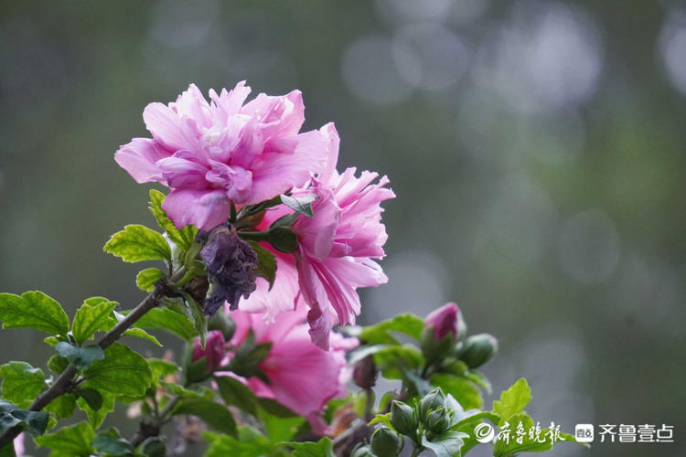 花开齐鲁|济南泉城公园木槿花开满枝,像挂满了小灯笼闪闪烁烁