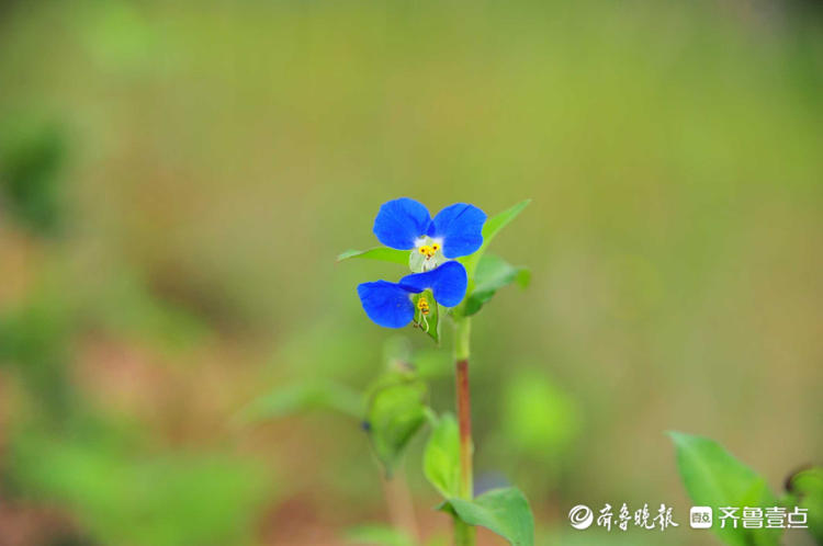 情报站|袖珍小花娇嫩清新!日照麒麟山鸭趾草开花,你见过吗?