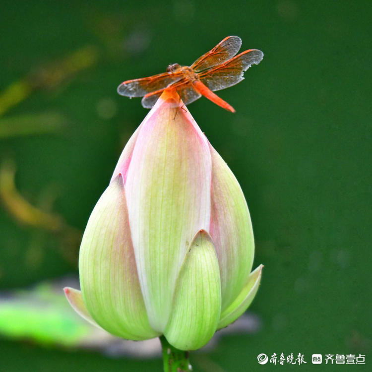 情报站|济南泉城公园蜻蜓站立菏尖,唯美灵动如诗如画