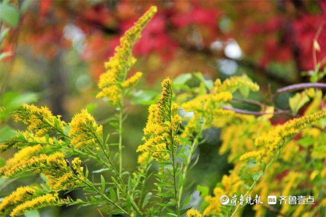 11月12日最佳情报看到这种黄花请上报情报员报料获线索奖