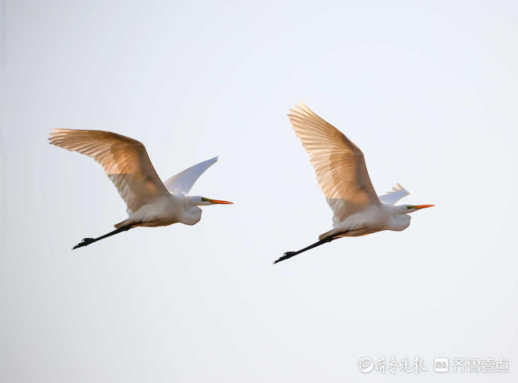 站发来一组拍摄于济南黄河北沉砂池白鹭空中展翅高飞的照片与大家分