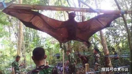 揭秘:盘点世界上最大的巨型蝙蝠