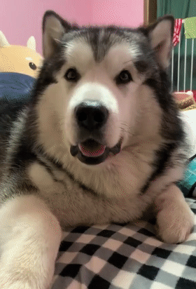 一大波狗砸的歪头杀来了.看完绝对能治愈你的劲椎病