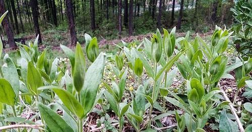 长在溪旁无人识,叶芽却极为珍贵,人称"鸭嘴菜",别忽视