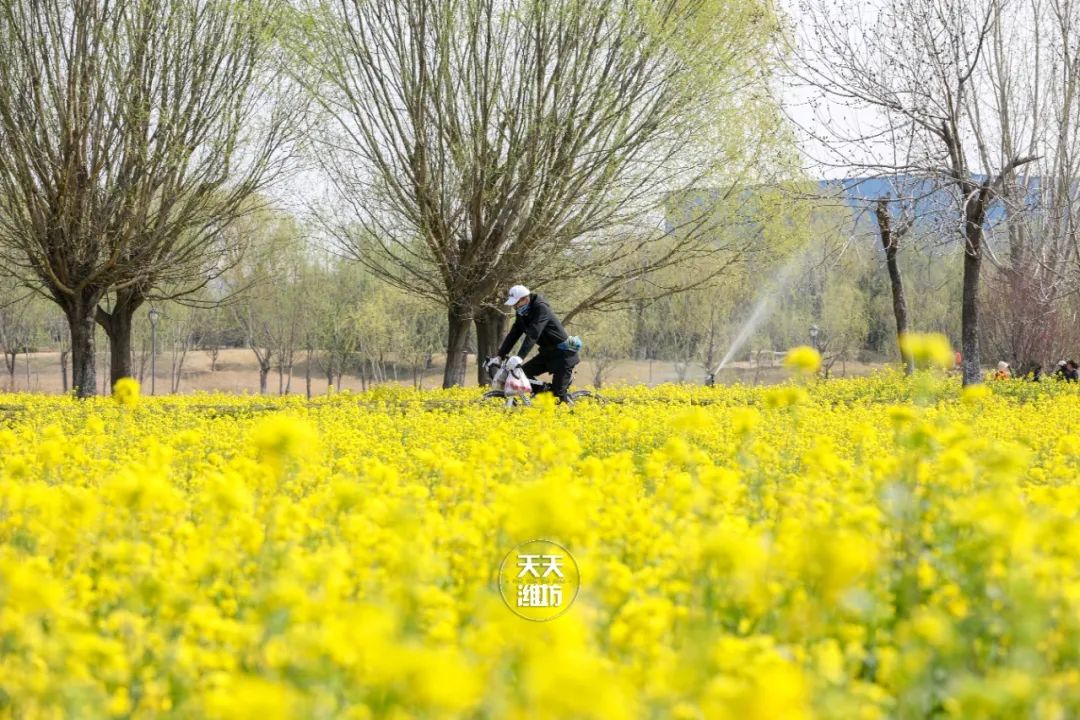 潍坊市区竟藏着一片油菜花海!免费玩!