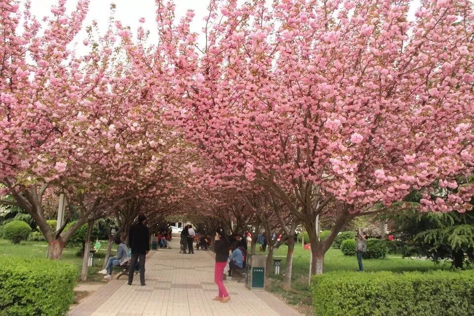 樱花广场位于西安市樱花一路与文苑北路交叉口,广场