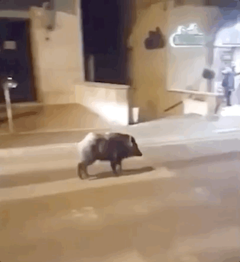 奇观!刚封城,这座水城便水清见鱼,ta们在很多城市街道