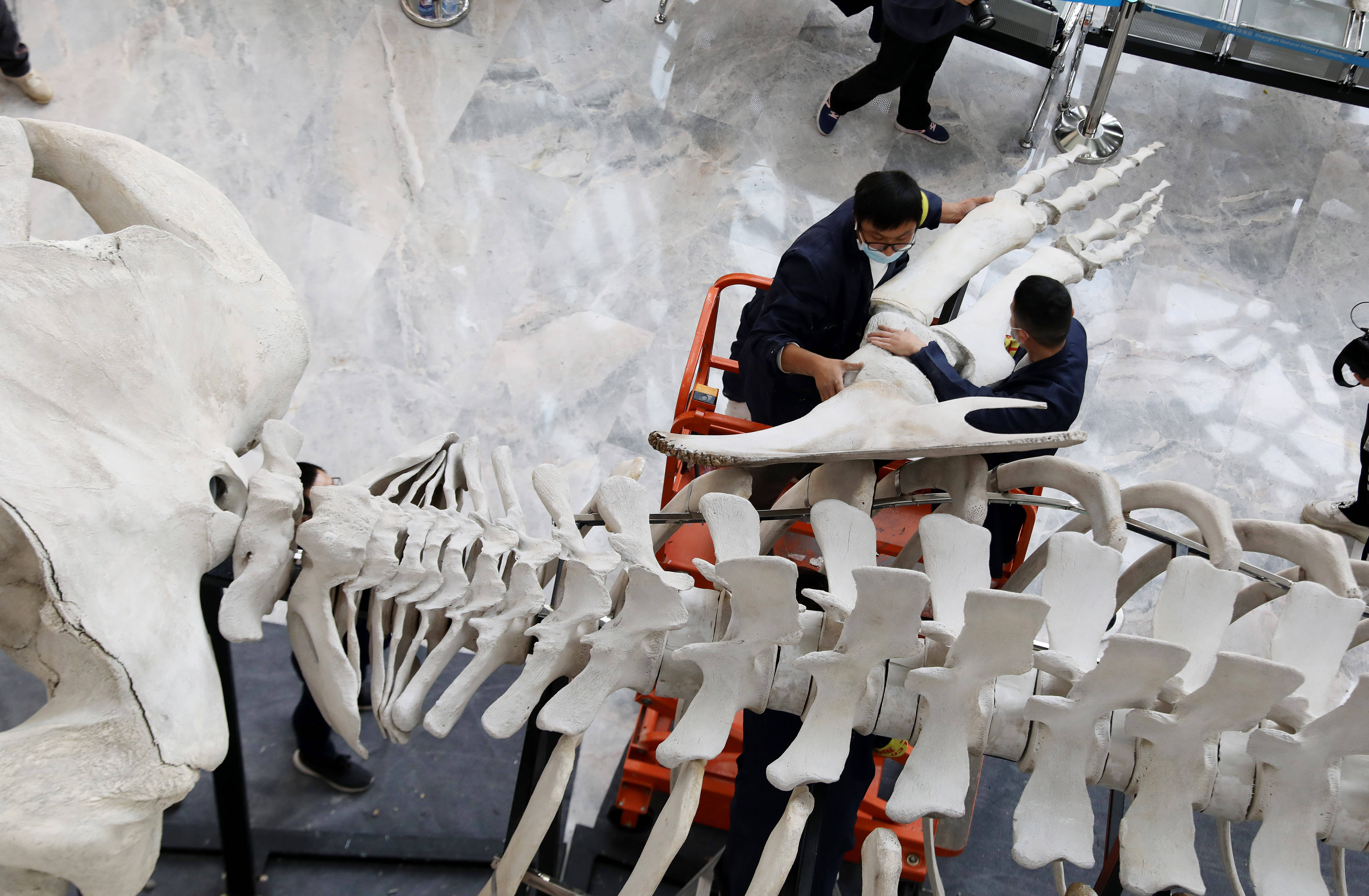 上海科技馆标本制作团队技术人员在上海自然博物馆内搭建长须鲸骨骼